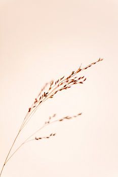 Nature morte en grain sur un fond rose paisible