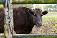 Portrait of a Wagyu cow by Jan Van Bizar thumbnail