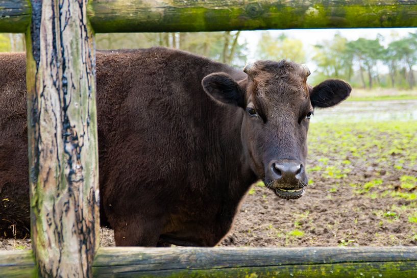 Portrait of a Wagyu cow by Jan Van Bizar