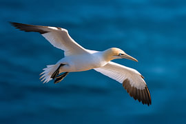Elegance in gliding flight: Northern Gannet (Morus bassanus) in flight over the blue ocean by Christian Müringer