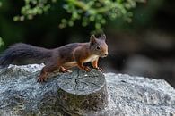 Eichhörnchen von Robbie Nijman Miniaturansicht