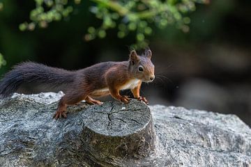 Squirrel by Robbie Nijman