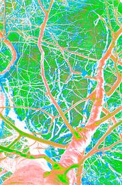 Tree colored by George Brady