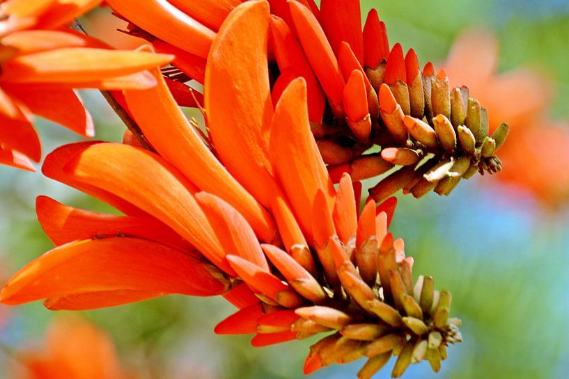 a red coral tree blossom in the sunshine by Werner Lehmann