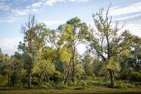 Dancing trees