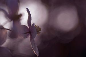 Verträumte Aufnahme der Clematis (Flieder)