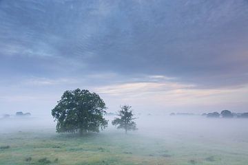 Elbtalaue von Sven-Erik Arndt