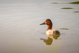 A table duck on the calm water by Levi Loeve