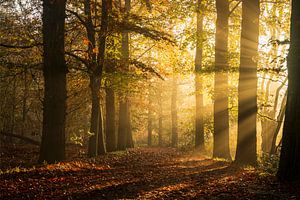 Le spectacle lumineux d'un matin d'automne