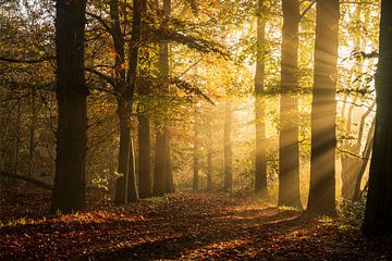 Het lichtspel van een herfstige ochtend van Zwoele Plaatjes