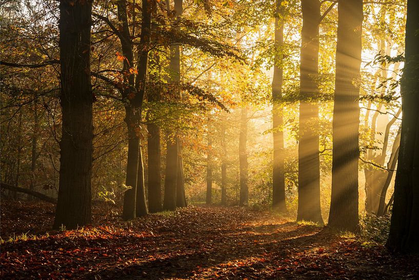 The magic of a misty autumn morning by Zwoele Plaatjes