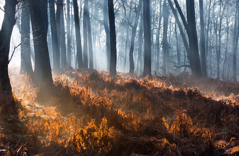 Sonnenschein im kalten Wald von Danny Slijfer Natuurfotografie