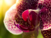 Orchidee / Blume / Blütenblatt / Blatt / Natur / Licht / Weiß / Rosa / Lila / Grün / Nahaufnahmemakr von Art By Dominic Miniaturansicht