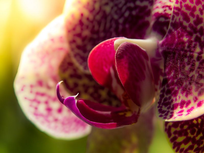 Orchidee / Blume / Blütenblatt / Blatt / Natur / Licht / Weiß / Rosa / Lila / Grün / Nahaufnahmemakr von Art By Dominic