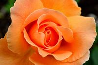 Oranje Roos