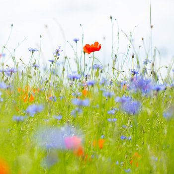 le pavot dans un champ de bleuet