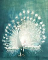 The Beautiful Peacock