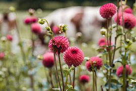 dahlias and cows by Fotogreef