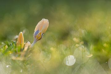 Crocus jaunes et bokeh sur John van de Gazelle