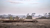 Heather in Ommen