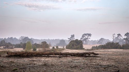 Mystieke Ochtendnevel op de Heide