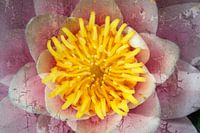 Vergänglichkeit der Schönheit