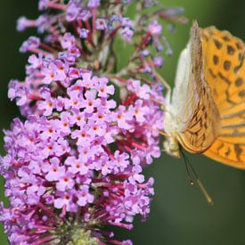 vlinder op vlinderstruik van Vincent Oostvogel