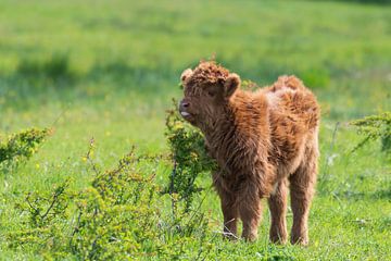 Schotse hooglanders als grote grazers in Nederland van Merijn Loch
