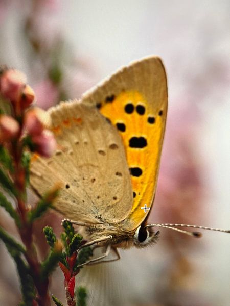 Small Firefly by Alie van den Brandhof