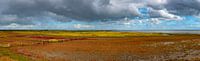 Colourful splendour on Terschelling.
