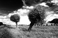 Bäume, niederländische Landschaft (schwarz-weiß)
