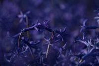 Keukenhof bloemen Paars 3