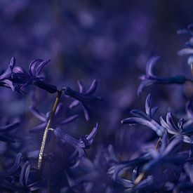 Keukenhof bloemen Paars 3 sur Antine van der Zijden