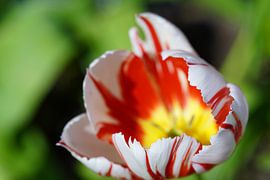 Een adembenemende tulp verschijnt in beeld, van HGU Foto