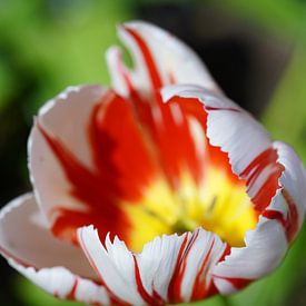 Een adembenemende tulp verschijnt in beeld, van HGU Foto