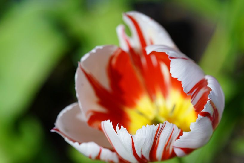 A breathtaking tulip appears in the picture, by HGU Foto
