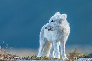 Arctic Fox by Harry Punter