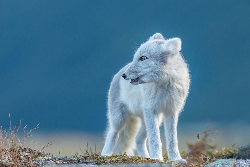 Renard arctique par Harry Punter