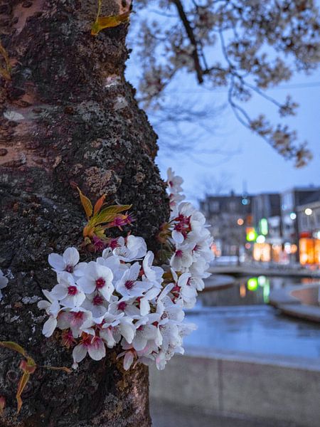fleur de cerisier par snippephotography