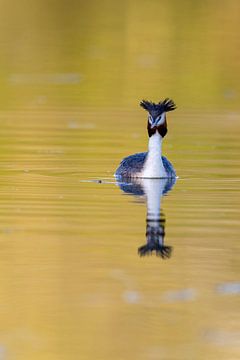 Great Crested Grebe by Dirk Rüter