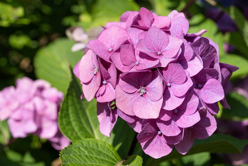 Hydrangea macrophylla hydrangea by Alexander Ludwig