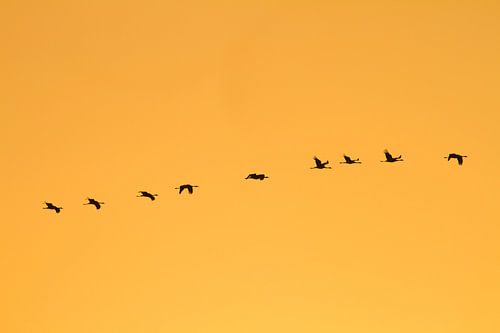 migratie van de kranen