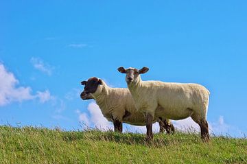 Schafe auf dem Deich  von AD DESIGN Photo & PhotoArt