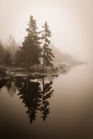 Fog at the Oderteich
