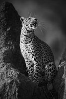 Panting Leopard in Black & White