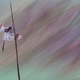 Band darter von Arien Linge