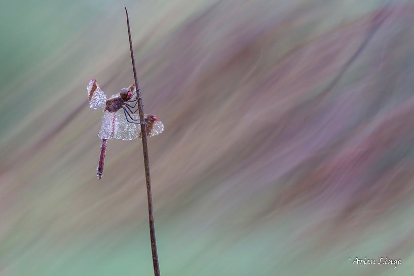 Band darter by Arien Linge