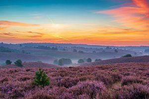 Sonnenaufgang über blühenden Heidekrautfeldern in den Hügeln