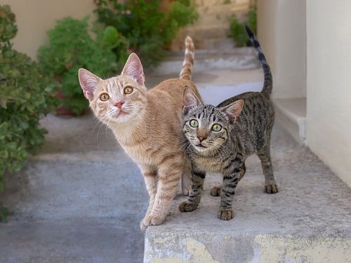 Een paar schattige kattenkittens