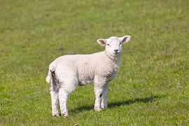 Domestic sheep-lamb by Sven-Erik Arndt